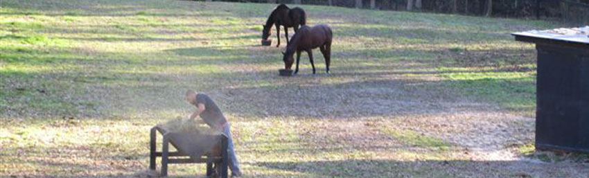 retired horses